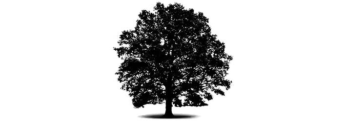 Oak-Tree-min-bw